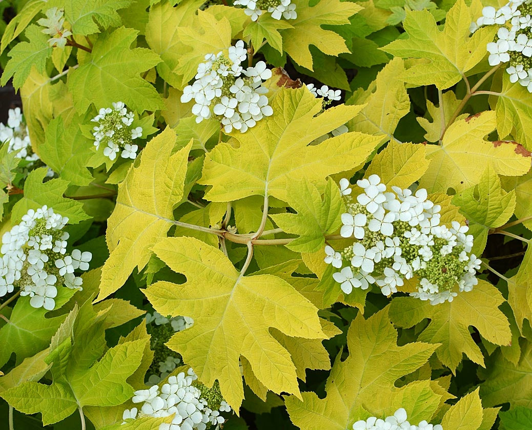 Hydrangea Quercifolia Little Honey