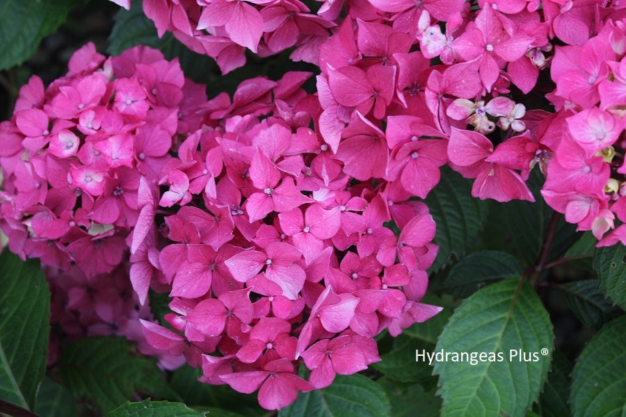 Hydrangea Macrophylla Let's Dance Lovable™ – Hydrangeas Plus