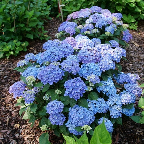 Hydrangea Macrophylla Let's Dance Lovable™