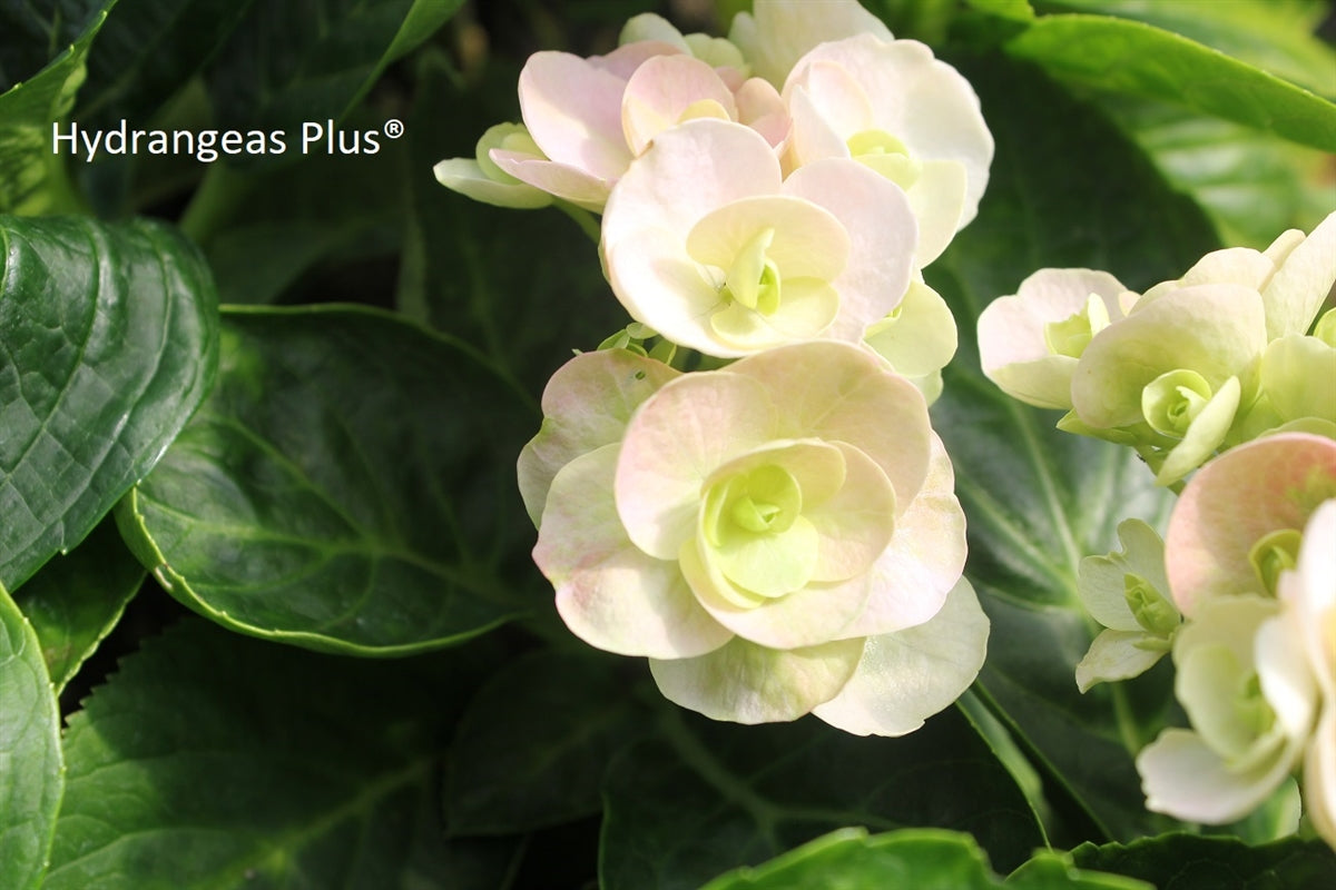 Hydrangea Macrophylla Love