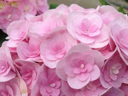 Hydrangea Macrophylla Love