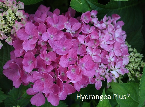 Hydrangea Macrophylla Carol Harris-Moseley – Hydrangeas Plus