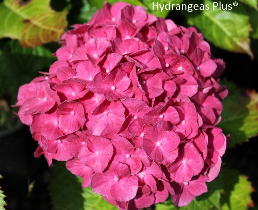 Hydrangea Macrophylla Marissa