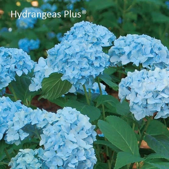 Hydrangea Macrophylla Mini Penny® Royal Majestics®