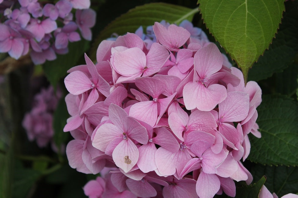 Hydrangea Macrophylla Let's Dance Moonlight™