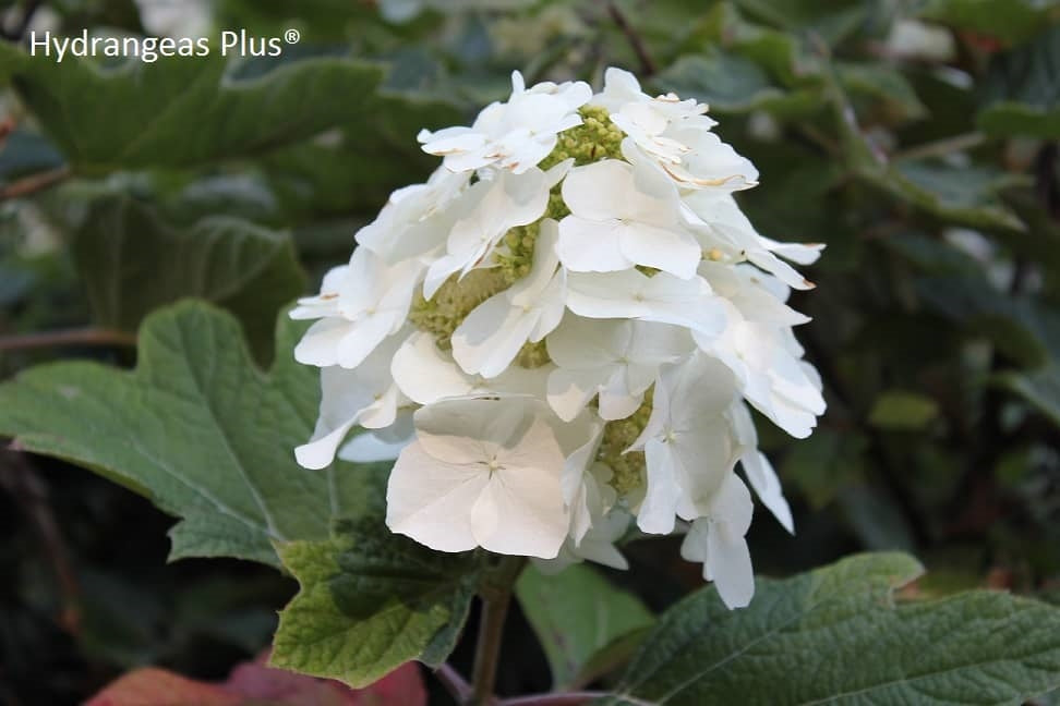Hydrangea Q Quercifolia – Hydrangeas Plus