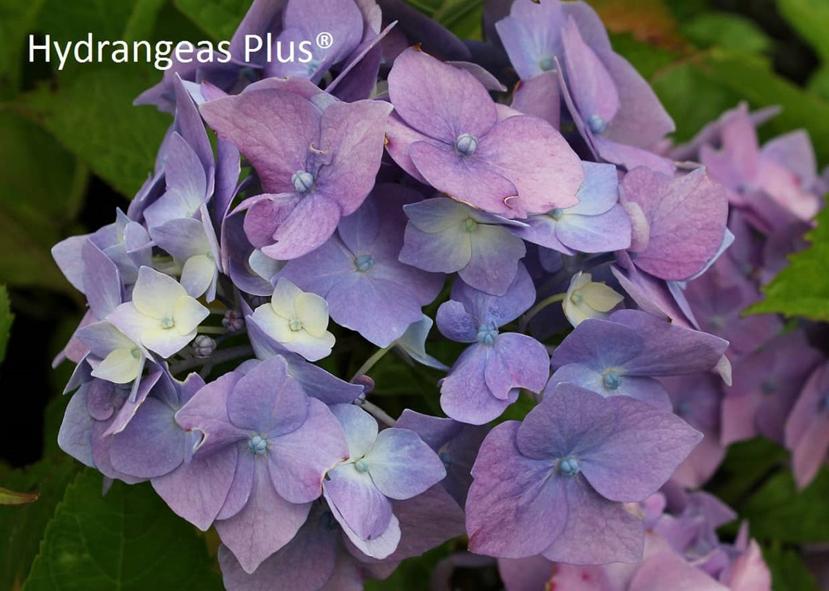 Hydrangea Macrophylla Niedersachen