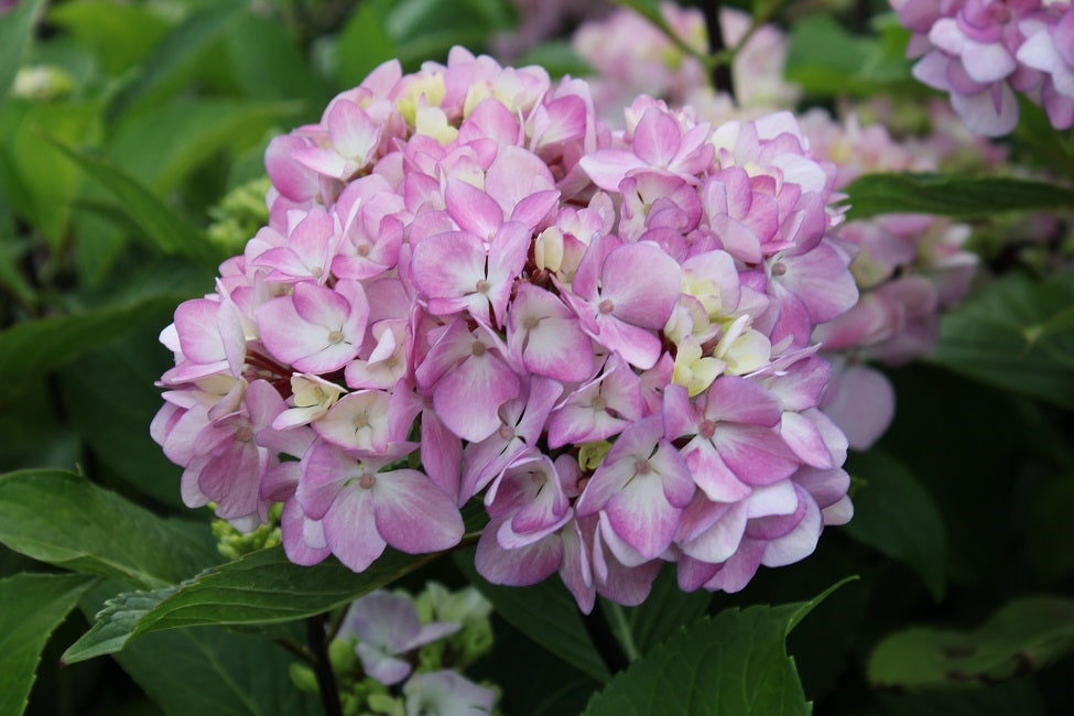 Hydrangea Macrophylla Nigra