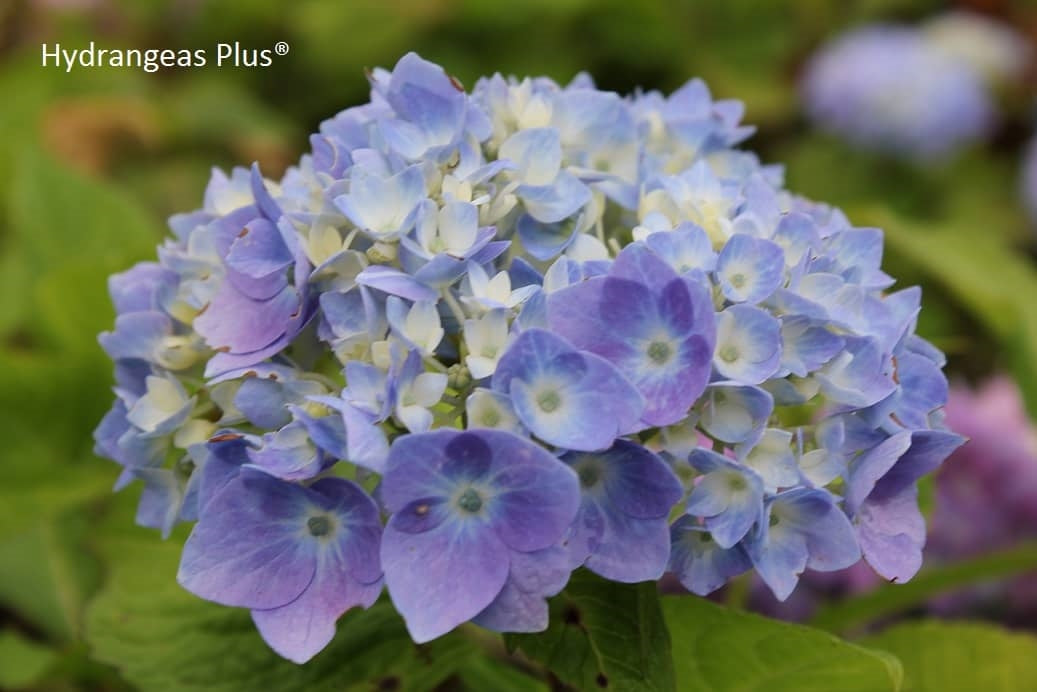 Hydrangea Macrophylla Oak Hill