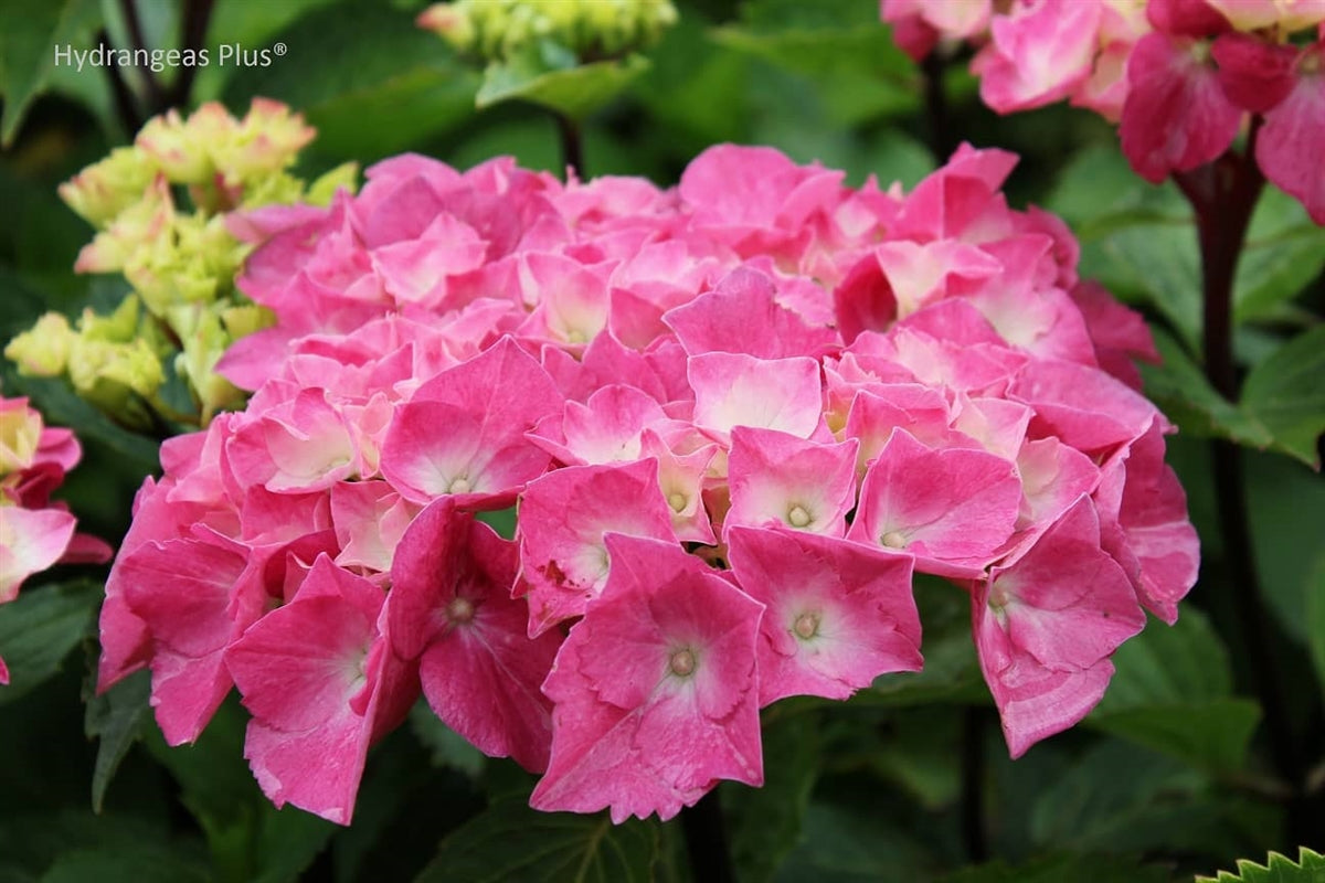 Hydrangea Macrophylla Oregon Pride