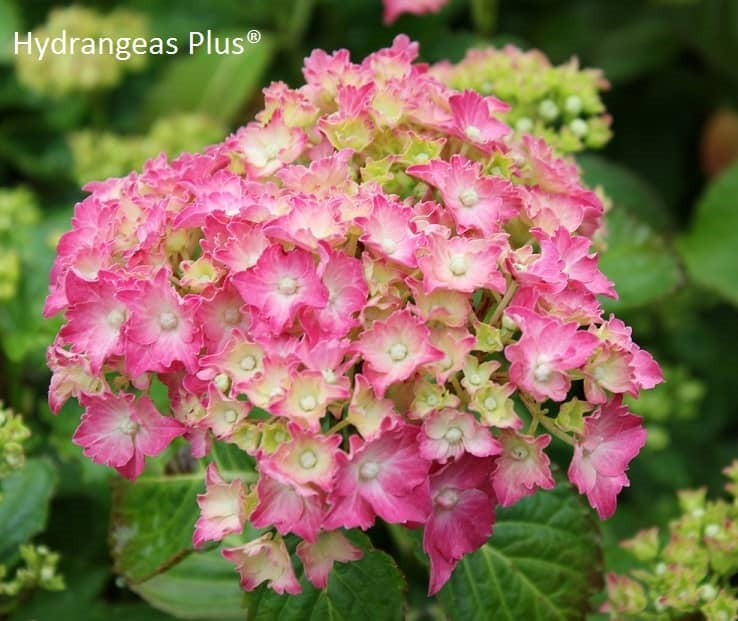 Hydrangea Macrophylla Parzifal