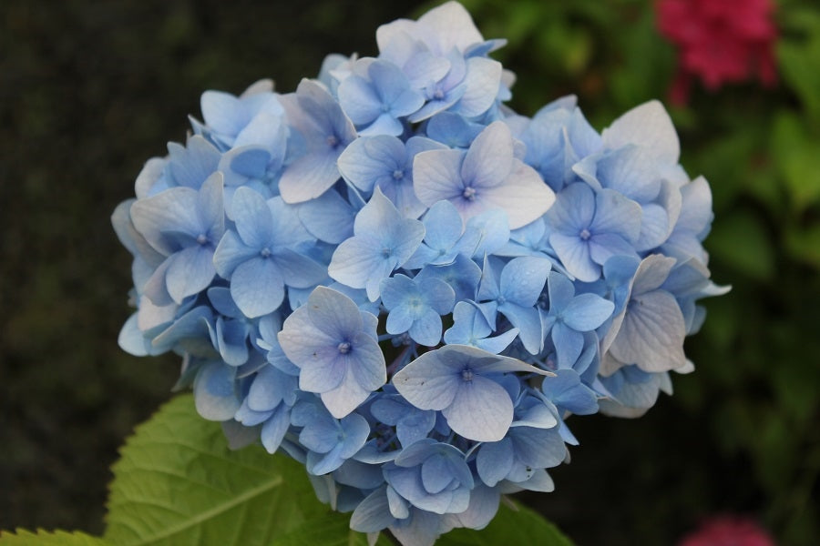 Hydrangea Macrophylla Penny Mac