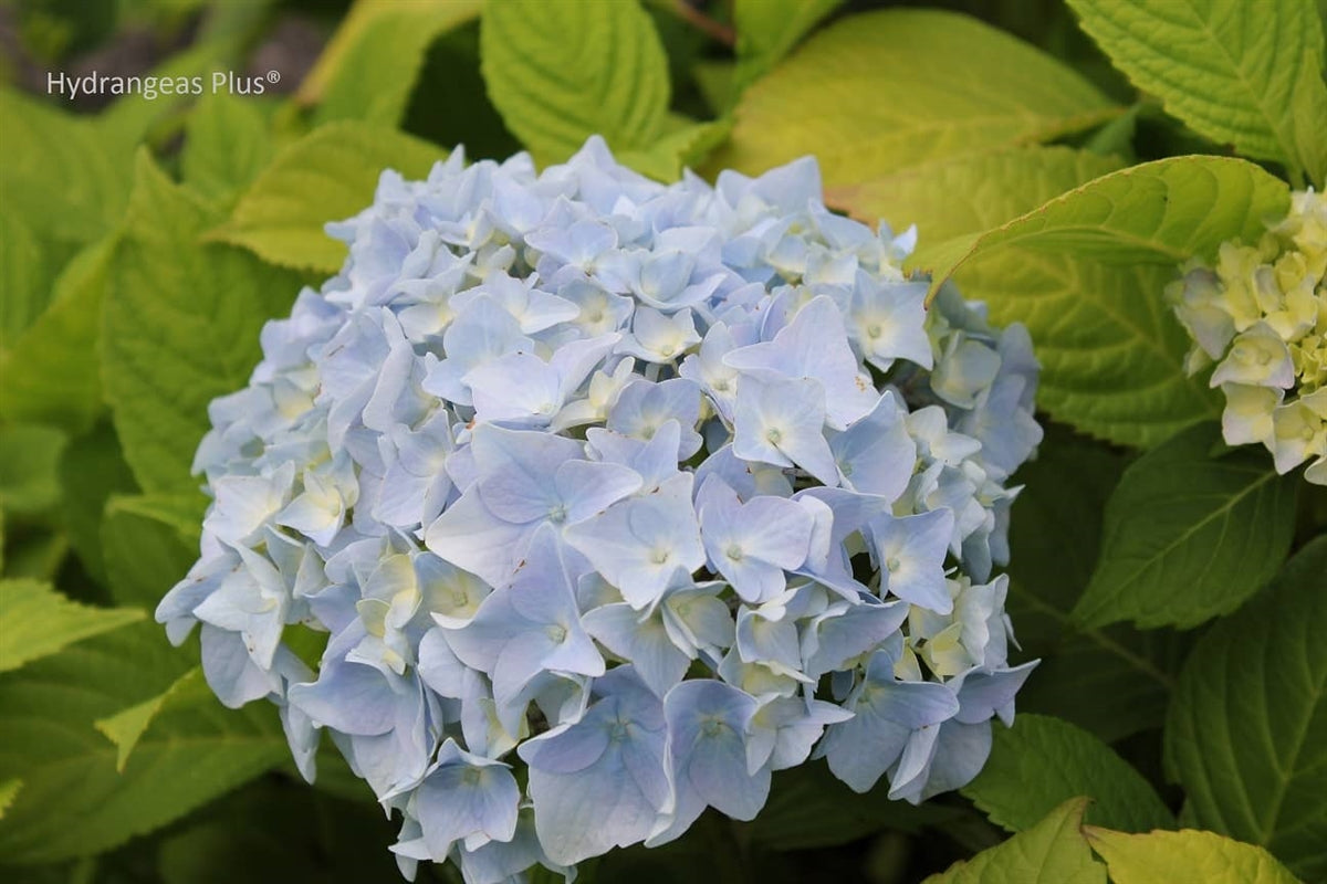 Hydrangea Macrophylla Penny Mac