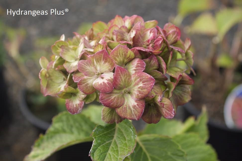 Hydrangea Macrophylla Pistachio™