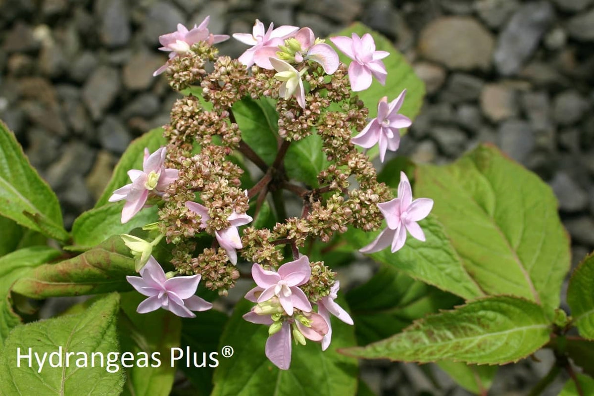 Hydrangea Serrata Komacha