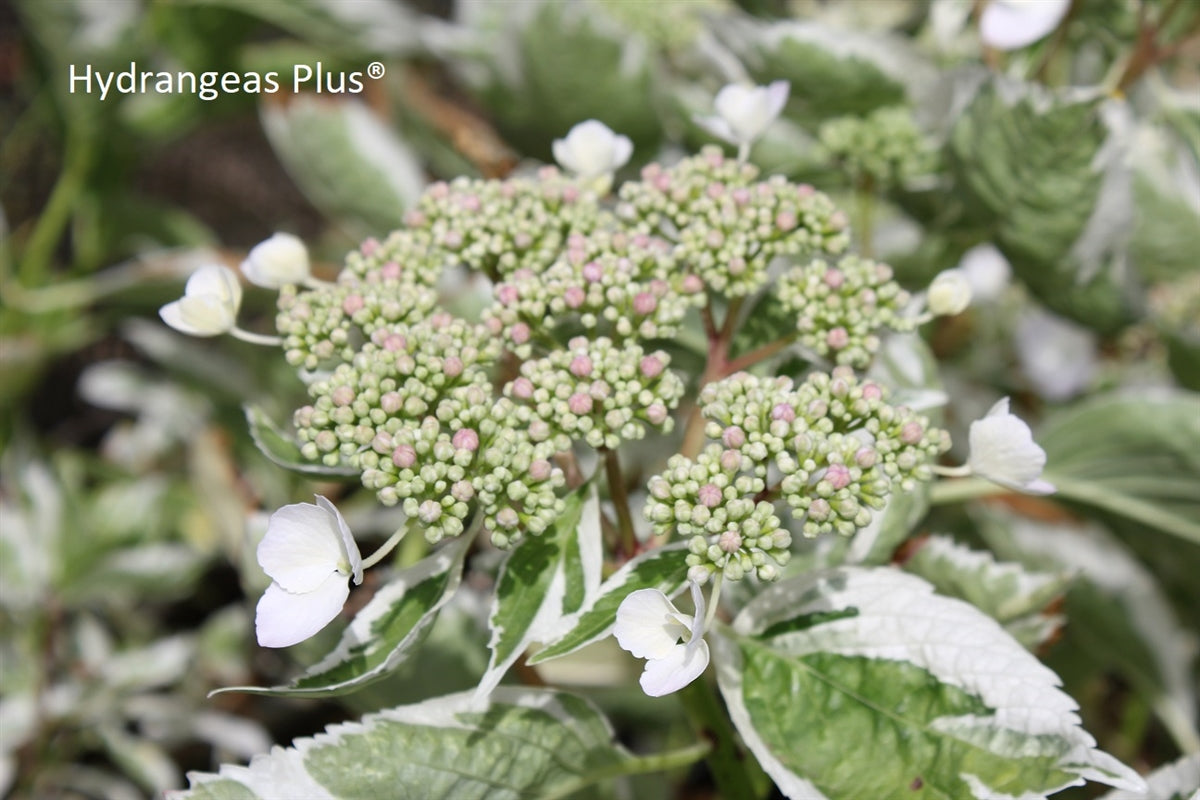 Hydrangea Macrophylla Quadricolor