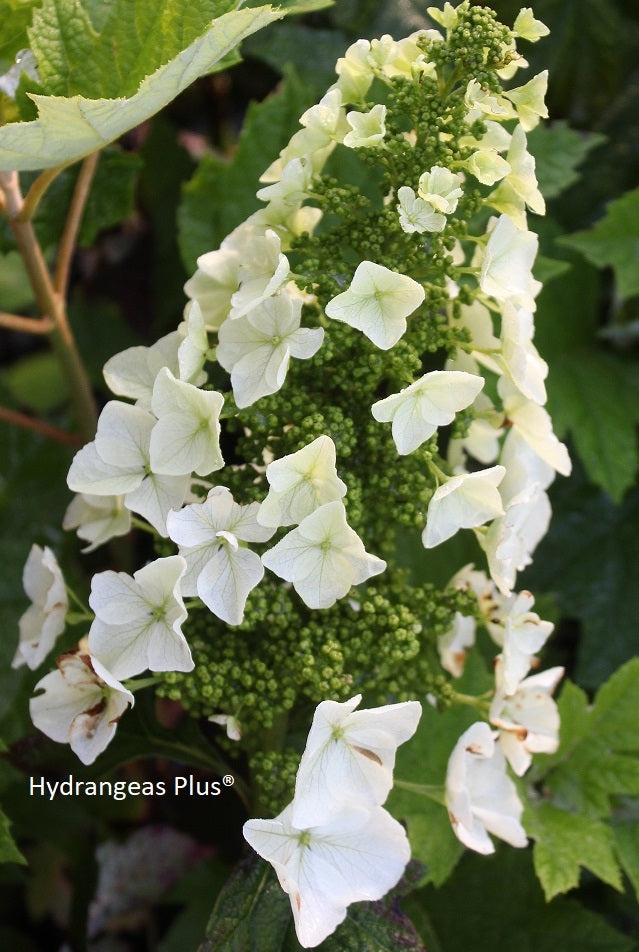 Hydrangea Quercifolia Queen of Hearts® – Hydrangeas Plus