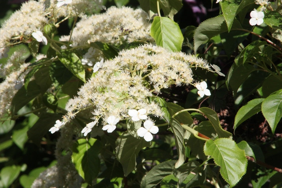 Hydrangea Quelpartensis