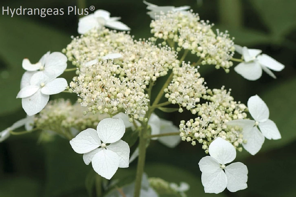 Hydrangea Arborescens Radiata