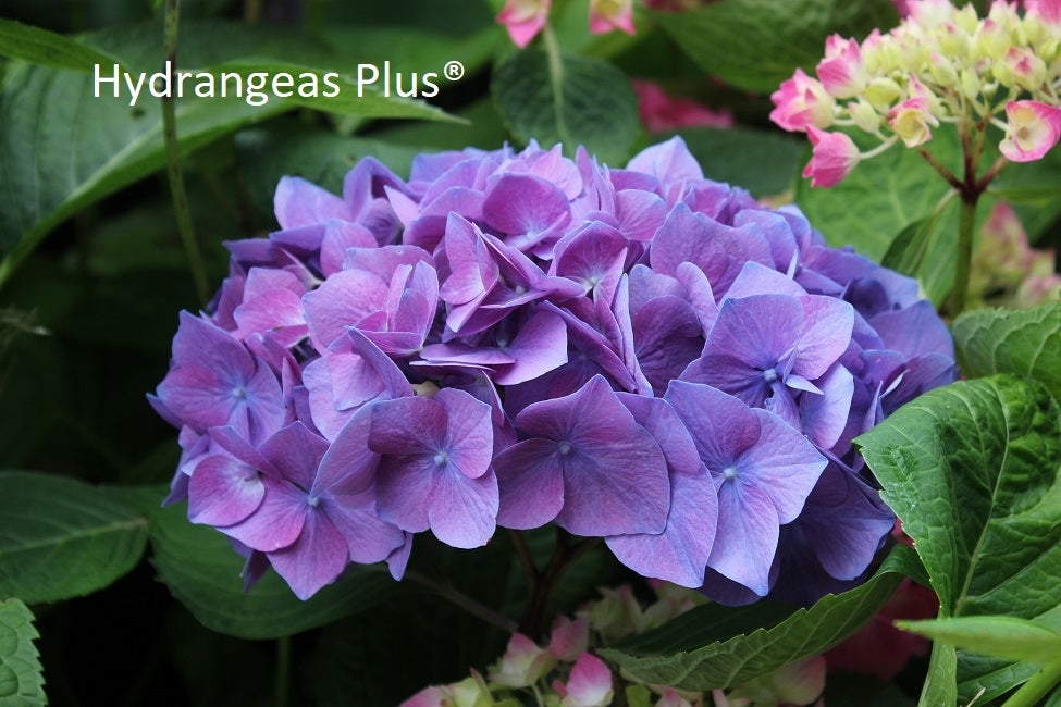 Hydrangea Macrophylla Let's Dance Rave®