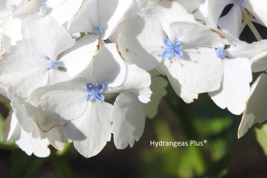 Hydrangea Macrophylla Regula