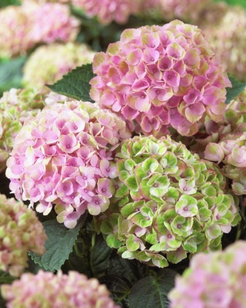 Hydrangea Macrophylla Magical® Revolution