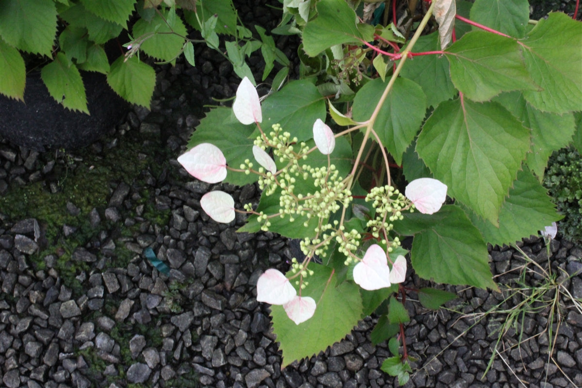 Schizophragma Roseum