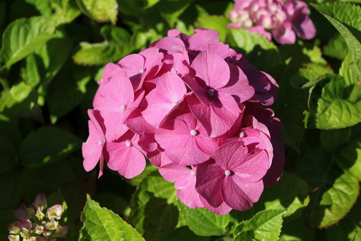 Hydrangea Macrophylla Rosita