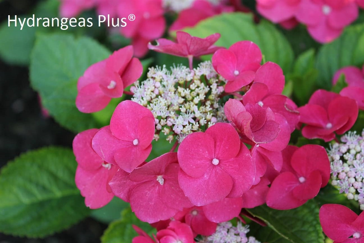 Hydrangea Macrophylla Rotdrossel – Hydrangeas Plus