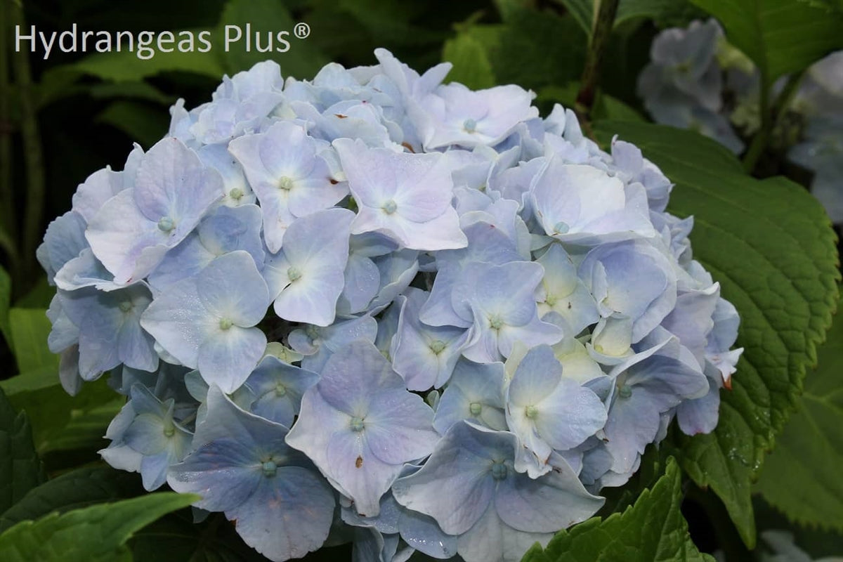 Hydrangea Macrophylla Sadie Ray