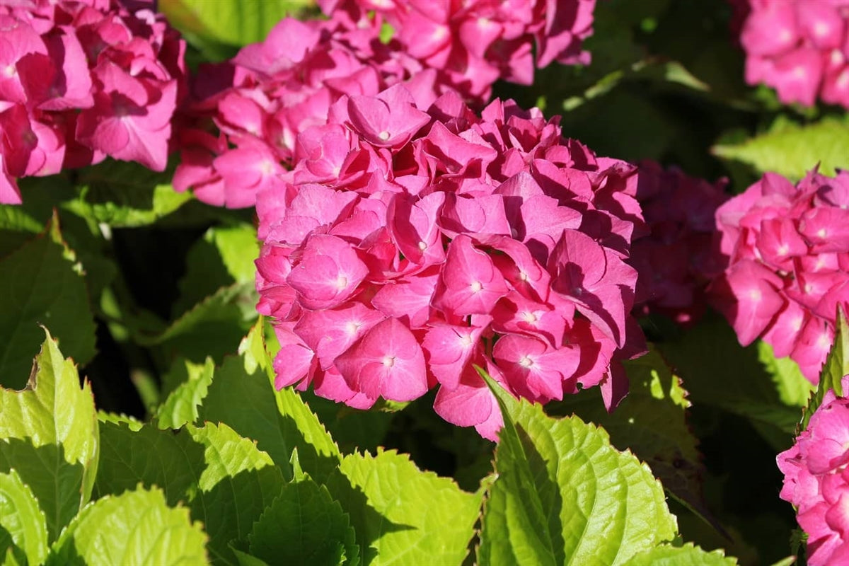 Hydrangea Macrophylla Schenkenberg