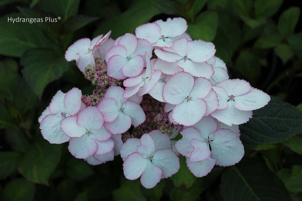 Hydrangea Macrophylla Sol