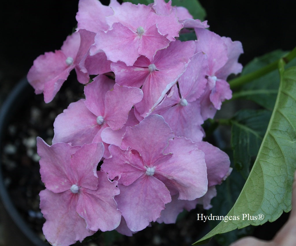 Hydrangea Macrophylla Spike (PP 26826)