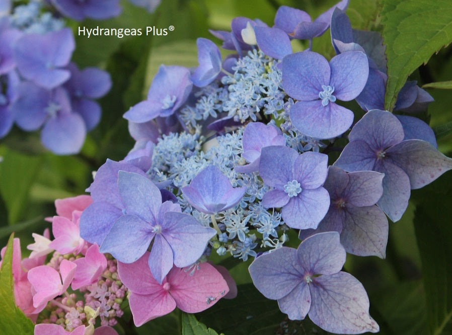 Hydrangea Macrophylla Let's Dance Starlight® – Hydrangeas Plus