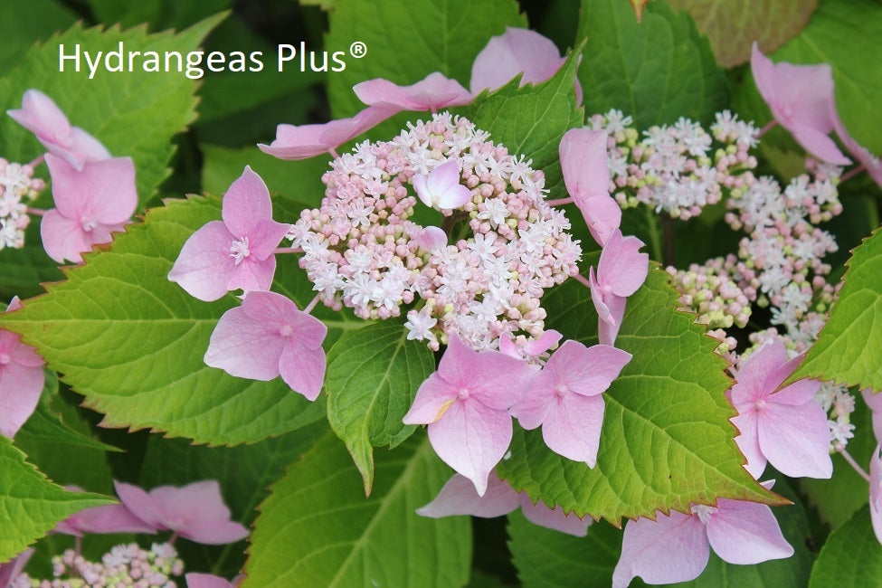 Hydrangea Macrophylla Let's Dance Starlight®