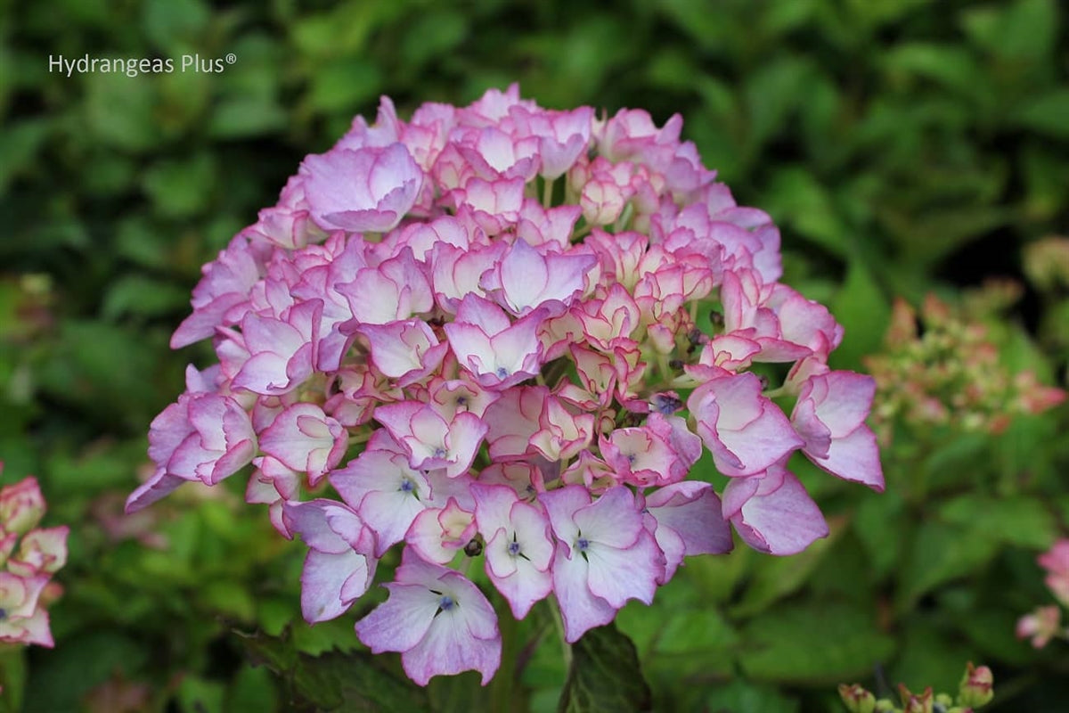 Hydrangea Macrophylla Stella™