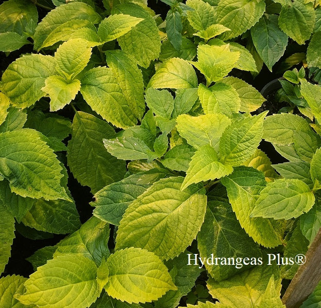 Hydrangea Summer Frost (PP 17654)