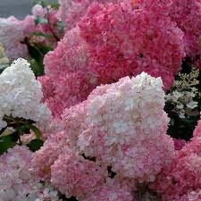 Hydrangea Paniculata Sunday Fraise