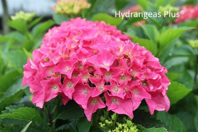 Hydrangea Macrophylla Ticino