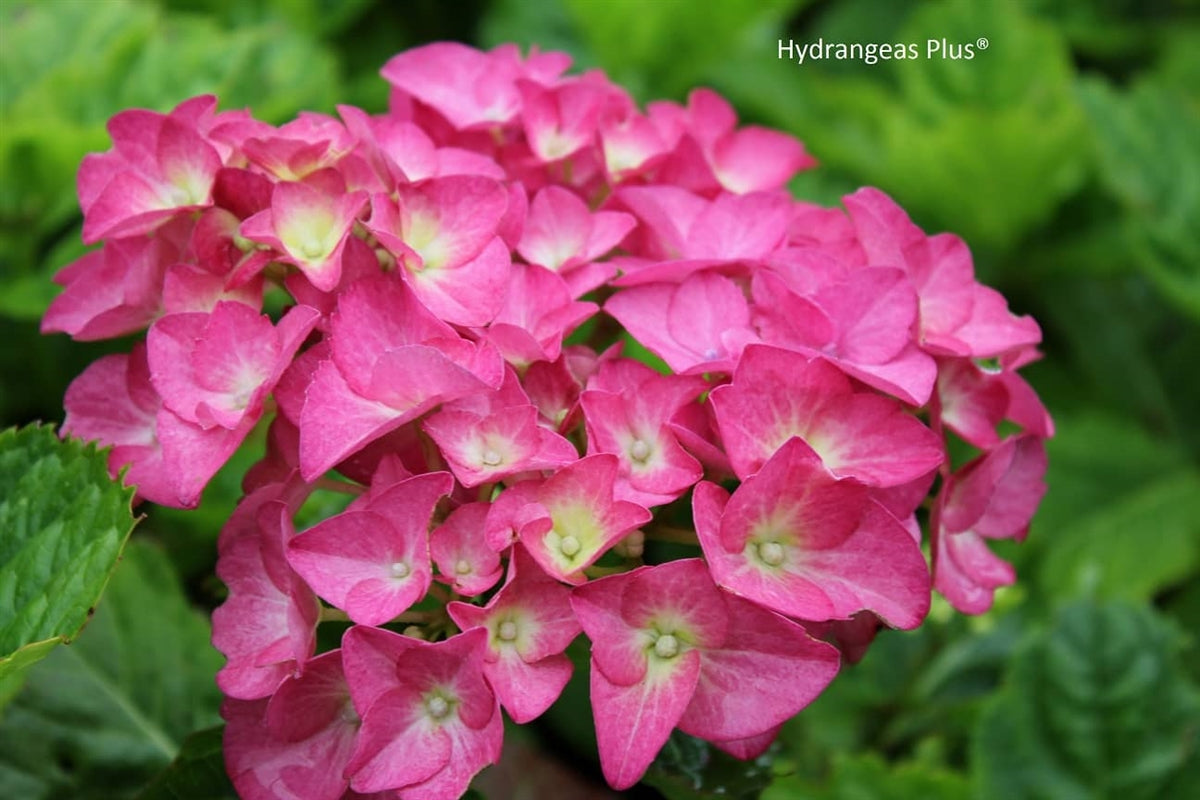 Hydrangea Macrophylla Todi