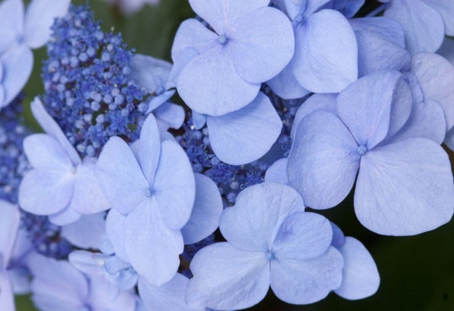 Hydrangea Macrophylla Twist-n-Shout® Endless Summer®