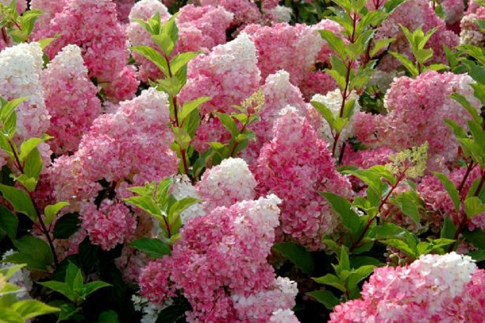 Hydrangea Paniculata Vanille Fraise