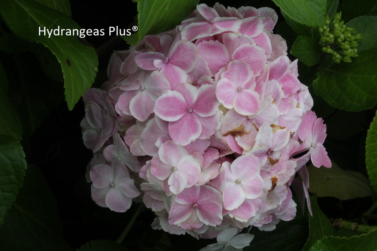 Hydrangea Macrophylla Wedding Ring