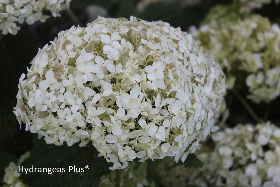 Arborescens – Page 2 – Hydrangeas Plus