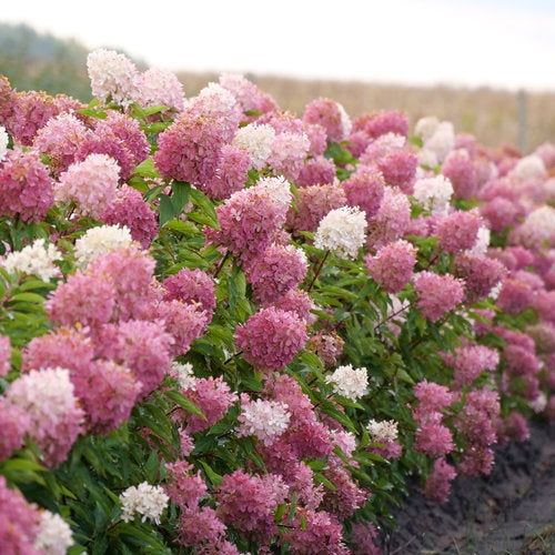 Hydrangea Paniculata Zinfin Doll®