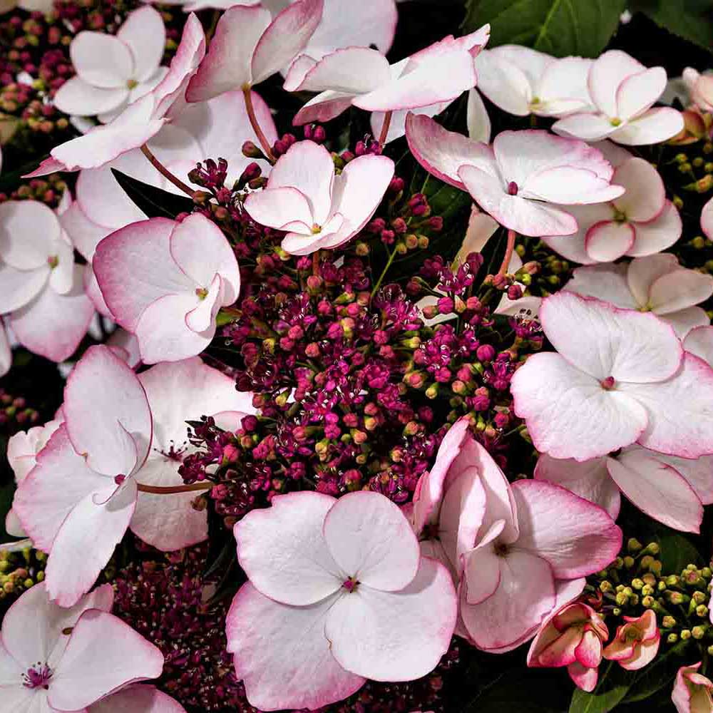 Hydrangea Game Changer Picotee