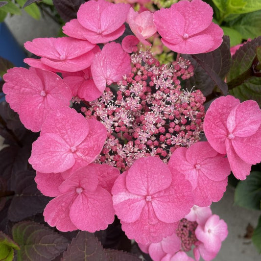 Hydrangea Serrata Pink Dynamo