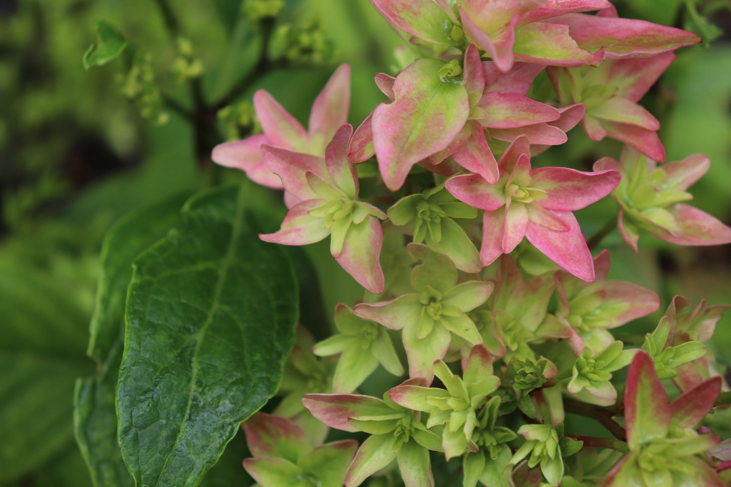 Hydrangea Macrophylla x Paniculata 'Princess Diana' WOWTime®