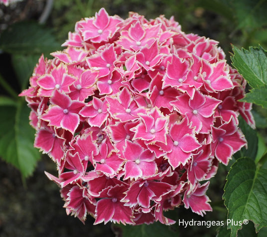 Hydrangea Macrophylla Angel