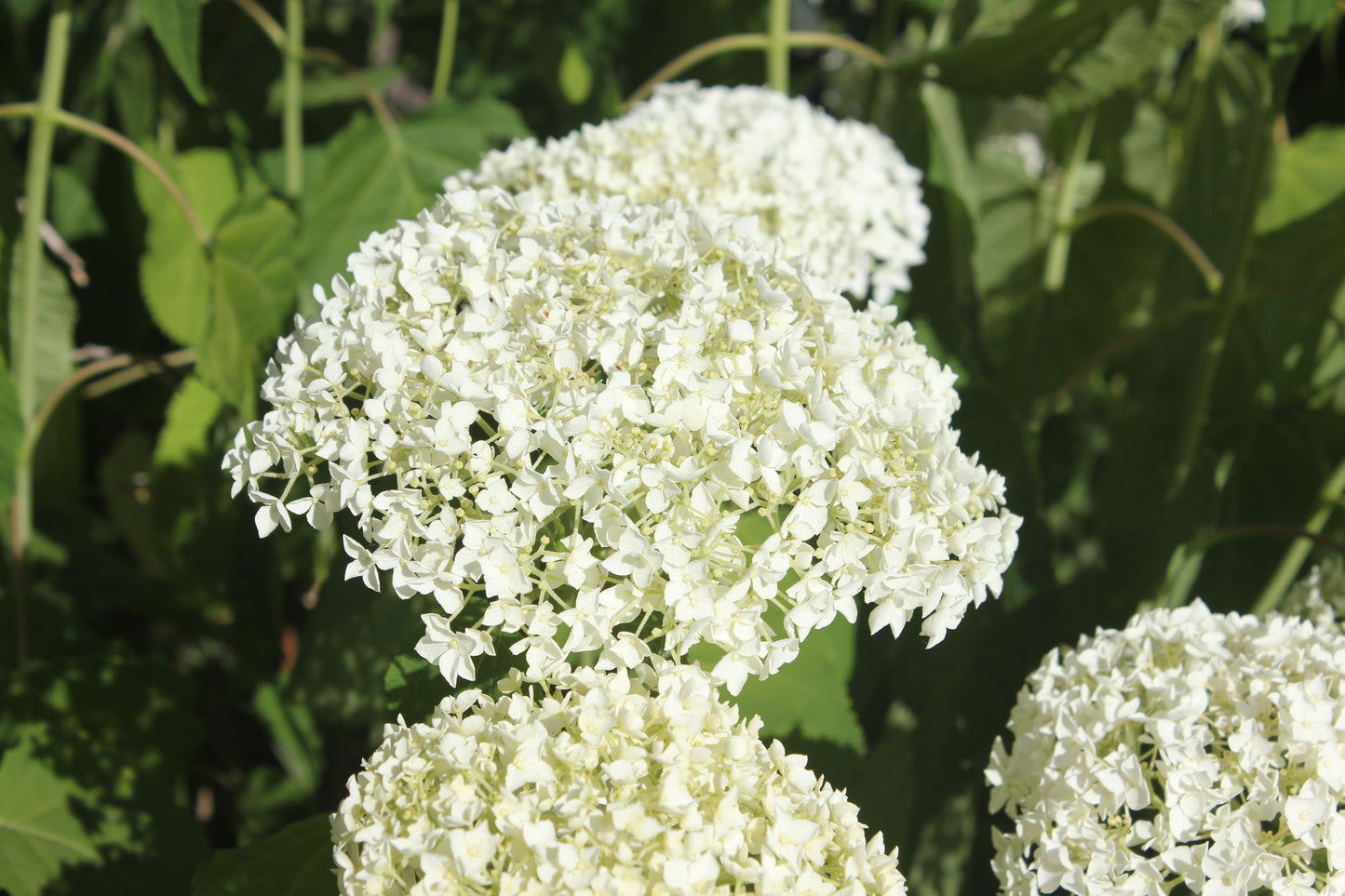 Hydrangea Arborescens Annabelle